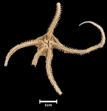 Media type: image;   Invertebrate Zoology OPH-2159 Aspect: ventral